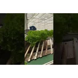 크리스탈 상추 자동수확기